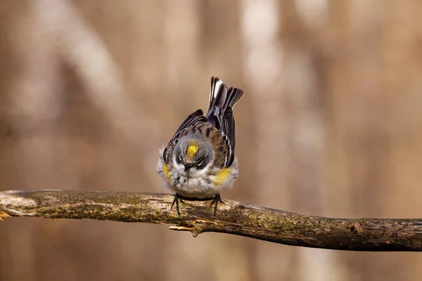 Close Yellow Rumped Warbler Setophaga Coronata Lower Classification Myrtle Warbler — Foto de Stock