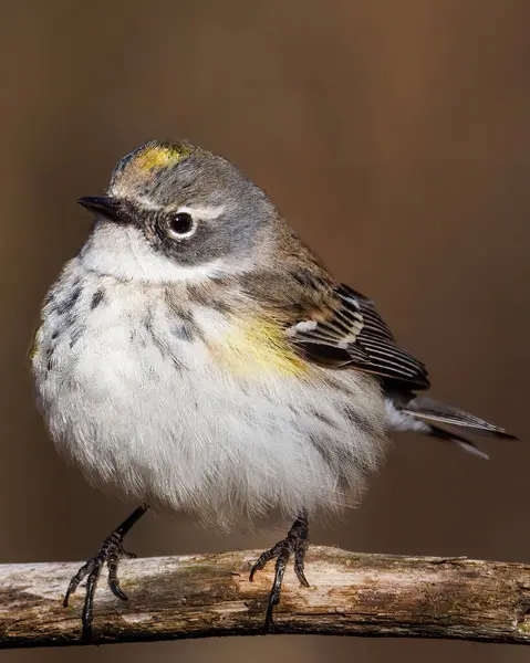 Close Yellow Rumped Warbler Setophaga Coronata Lower Classification Myrtle Warbler — 스톡 사진