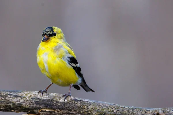 Close Male American Goldfinch Spinus Tristis Molting Breeding Plumage Early — Stock fotografie