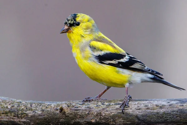 Close Male American Goldfinch Spinus Tristis Molting Breeding Plumage Early — Stock fotografie