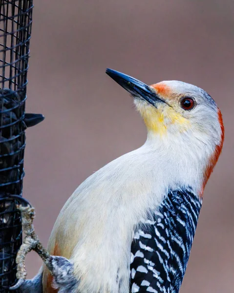 Κοντινό Πλάνο Του Τρυποκάρυδου Melanerpes Carolinus Που Τρέφεται Μαύρους Ελαιωμένους — Φωτογραφία Αρχείου