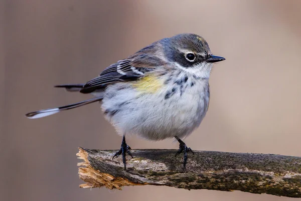 Close Yellow Rumped Warbler Setophaga Coronata Lower Classification Myrtle Warbler — Stockfoto