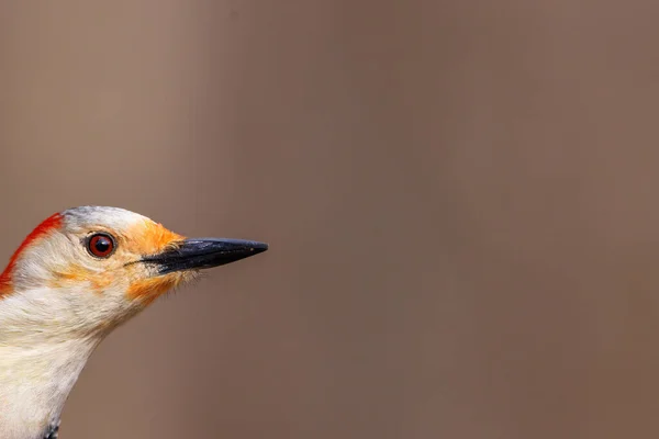 一个红腹啄木鸟 黑松属 的离谱特写 背景为褐色 复制空间 选择性聚焦 背景模糊和前景模糊 — 图库照片