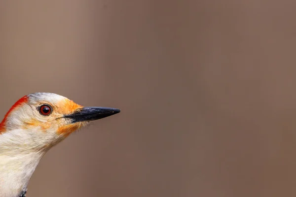 Isolerad Närbild Rödmagad Hackspett Melanerpes Carolinus Med Brun Bakgrund Kopieringsutrymme — Stockfoto