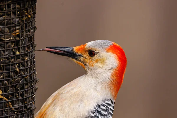 Close Red Bellied Woodpecker Melanerpes Carolinus Using Its Tongue Get — Stok fotoğraf