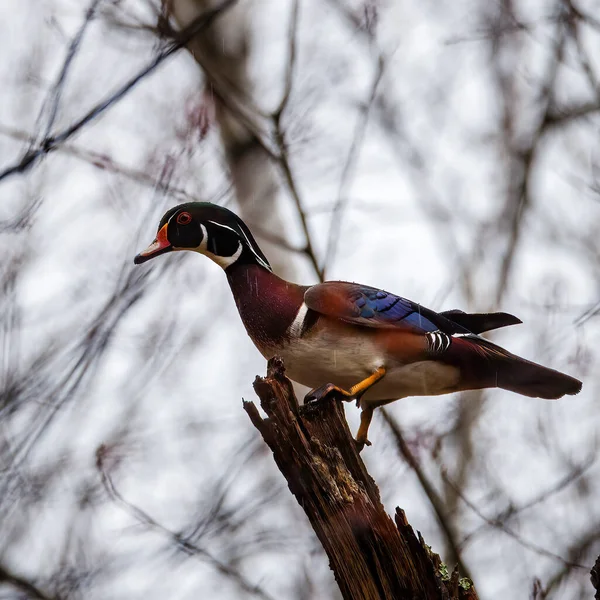 Drake Wood Duck Aix Sponsa Perched Dead Birch Tree Rain — Fotografie, imagine de stoc