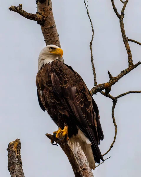 Φαλακρός Αετός Haliaeetus Leucocephalus Σκαρφαλωμένος Νεκρή Λεύκη Ψάχνοντας Για Θήραμα — Φωτογραφία Αρχείου