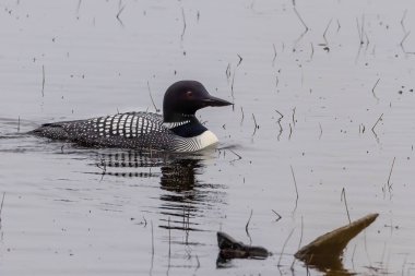 Baharın başlarında Wisconsin Gölü 'nde yüzen sıradan bir dalgıç kuşu. Seçici odak, arkaplan bulanıklığı ve ön plan bulanıklığı.