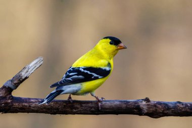 Erkek bir Amerikan ispinozuna (Spinus tristis) bahar derisinden sonra kuş tüyü ile yaklaşın. Seçici odak, arkaplan bulanıklığı ve ön plan bulanıklığı.