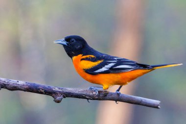 Bahar başında bir ağaç dalına tünemiş Baltimore oriolünün (Icterus galbula) yakın portresi. Seçici odak, arkaplan bulanıklığı ve ön plan bulanıklığı.