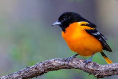 Bahar başında bir ağaç dalına tünemiş Baltimore oriolünün (Icterus galbula) yakın portresi. Seçici odak, arkaplan bulanıklığı ve ön plan bulanıklığı.