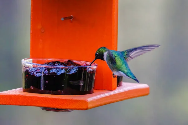 Koliber Rubinogłowy Archilochus Colubris Żywiący Się Galaretką Winogronową Karmnika Oriole — Zdjęcie stockowe