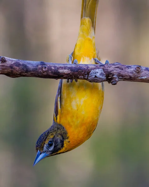 Close Retrato Adulto Fêmea Baltimore Oriole Icterus Galbula Empoleirado Galho — Fotografia de Stock