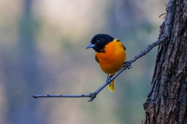 Baltimore oriolü (Icterus galbula) baharın başında bir ağaç dalına tünemiştir. Seçici odak, arkaplan bulanıklığı ve ön plan bulanıklığı.