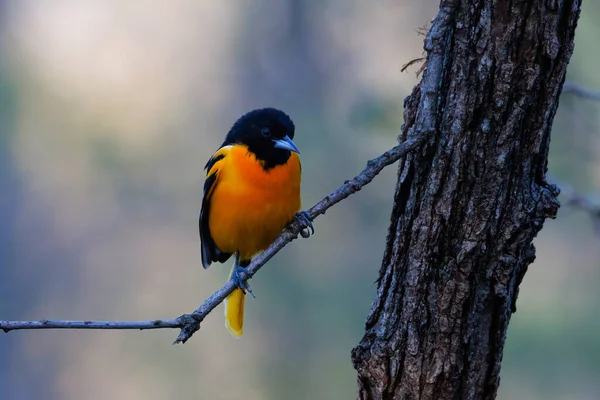 Oriole Baltimore Galbula Icterus Empoleirado Ramo Árvore Durante Mola Adiantada — Fotografia de Stock