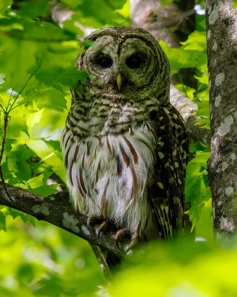 Close Barred Owl Strix Varia Spring Summer Perched Tree Limb — Zdjęcie stockowe