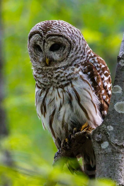 Close Barred Owl Strix Varia Spring Summer Perched Tree Limb — Stok fotoğraf