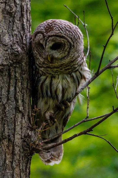 Close Barred Owl Strix Varia Spring Summer Perched Tree Limb — Stockfoto