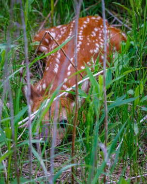 White-tailed deer (Odocoileus virginianus) fawn with spots laying flat on the ground and hiding in the grass to prevent predators from seeing him. Selective focus, background blur and foreground blur.