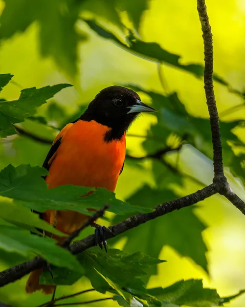 Close Baltimore Oriole Icterus Galbula Perched Tree Branch Early Spring — Stockfoto