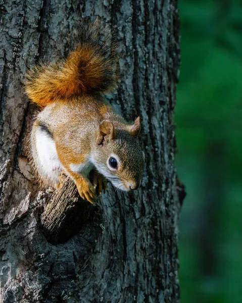 American Red Squirrel Tamiasciurus Hudsonicus Κάθεται Ένα Άκρο Του Δέντρου — Φωτογραφία Αρχείου