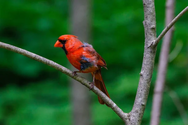 Мужчина Северный Кардинал Cardinalis Cardinalis Процессе Линьки Выборочный Фокус Фоновое — стоковое фото