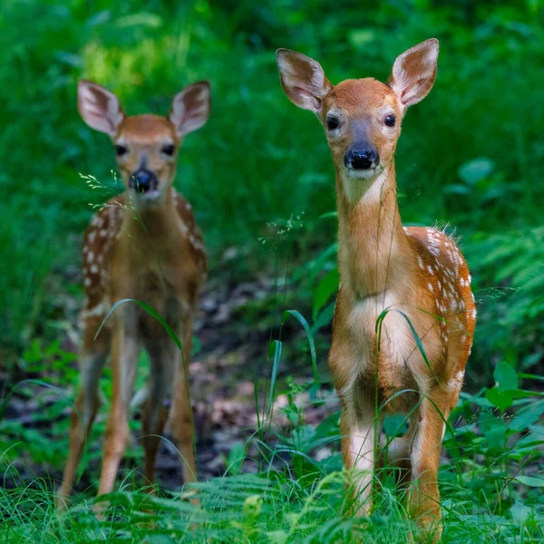 Пара Белохвостых Оленей Odocoileus Virginianus Пятнами Лесу Конце Весны Выборочный — стоковое фото