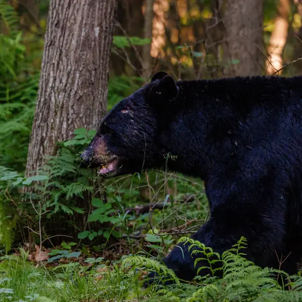 Американский Чёрный Медведь Ursus Americanus Лесу Начале Лета Выборочный Фокус — стоковое фото