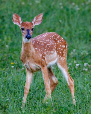 White-tailed Fawn (Odocoileus virginianus) with spots feeding in a hayfield during summer. Selective focus, background and foreground blur.