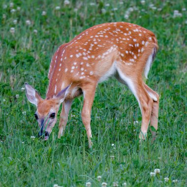 White-tailed Fawn (Odocoileus virginianus) with spots feeding in a hayfield during summer. Selective focus, background and foreground blur.
