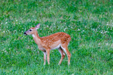 White-tailed Fawn (Odocoileus virginianus) with spots feeding in a hayfield during summer. Selective focus, background and foreground blur.
