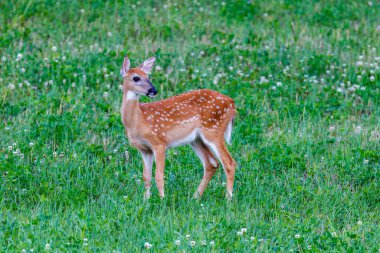 White-tailed Fawn (Odocoileus virginianus) with spots feeding in a hayfield during summer. Selective focus, background and foreground blur.