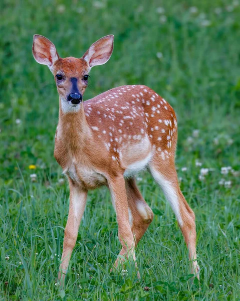 White Tailed Fawn Odocoileus Virginianus Spots Feeding Hayfield Summer Selective — 스톡 사진