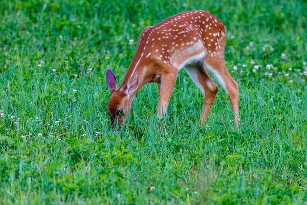 White-tailed Fawn (Odocoileus virginianus) with spots feeding in a hayfield during summer. Selective focus, background and foreground blur.