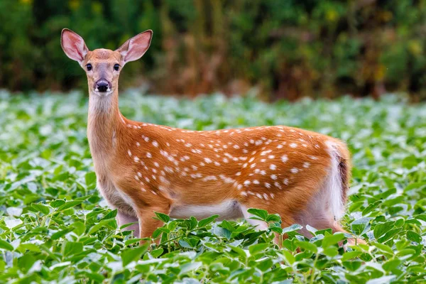 White Tailed Deer Odocoileus Virginianus Fawn Standing Soybean Field Summer — Foto Stock