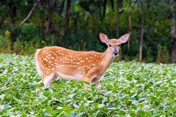 White Tailed Deer Odocoileus Virginianus Fawn Standing Soybean Field Summer — 스톡 사진