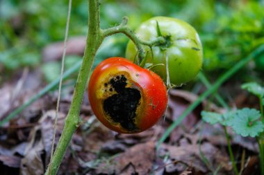 Tomato with disease causing a black spot. Selective focus, background blur and foreground blur.