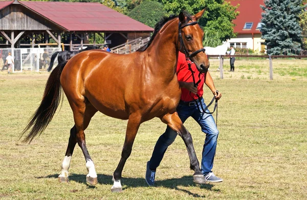 Brown horse — Stock Photo, Image