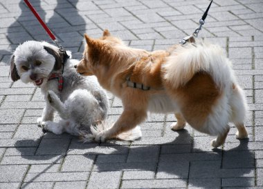 Genç köpekler arkadaş ediniyor.
