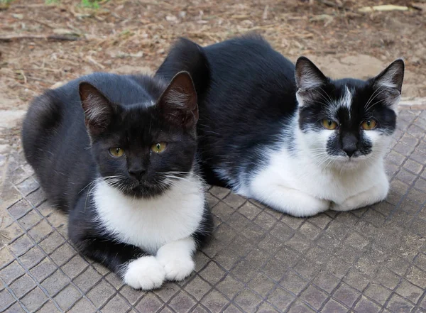 Açık havada yan yana yatan sevimli kediler.