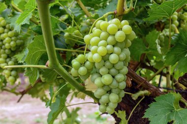 Sonbahar zamanı beyaz üzümler