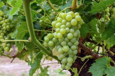 Sonbahar zamanı beyaz üzümler