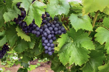 Yazın mavi üzümler