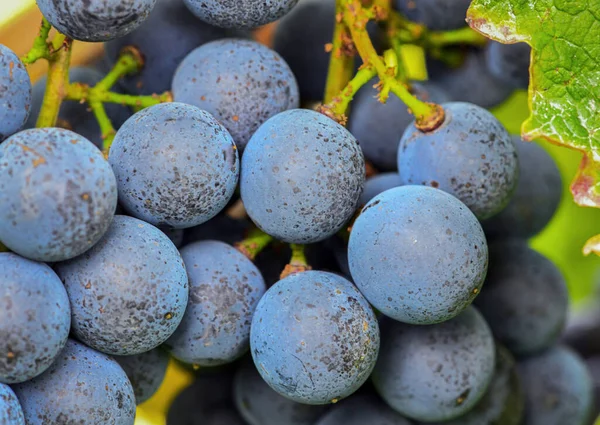 Blue Grapes Summer Time — Stock Photo, Image