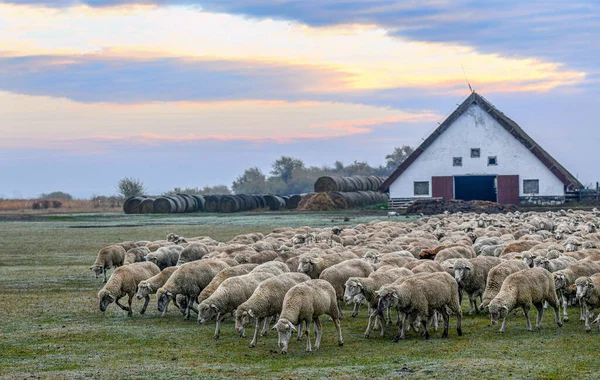 Barn Vid Hortobagy Ungern — Stockfoto