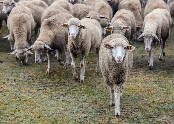 Flock Får Ängen Vintern — Stockfoto