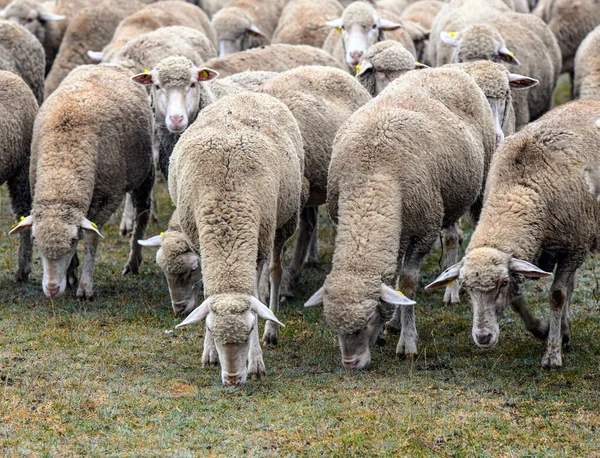 Flock Får Ängen Vintern — Stockfoto