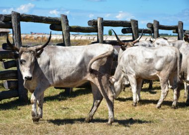 Macaristan, Hortobagy 'deki çayırlarda vahşi sığırlar.