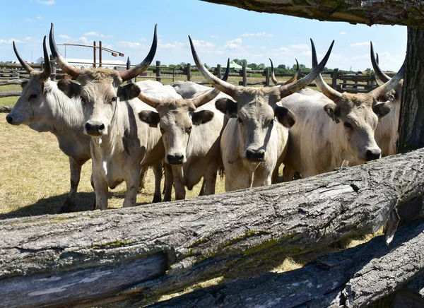 Macaristan, Hortobagy 'deki çayırlarda vahşi sığırlar.