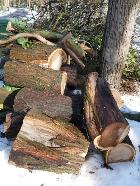 冬の時間帯に切り取られた木 — ストック写真